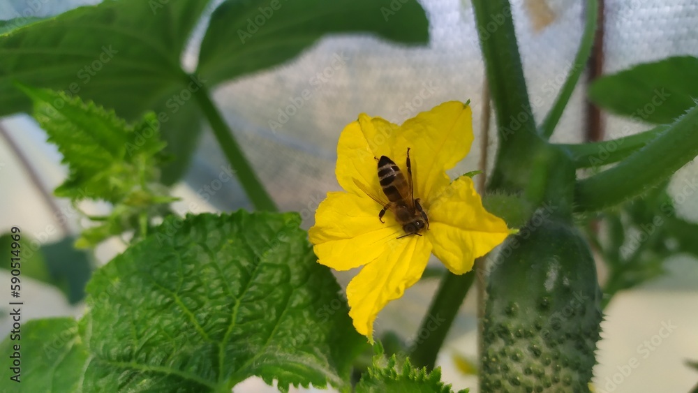 A bee pollinates a yellow cucumber flower in a greenhouse A bee pollinates a yellow cucumber flower in a greenhouse