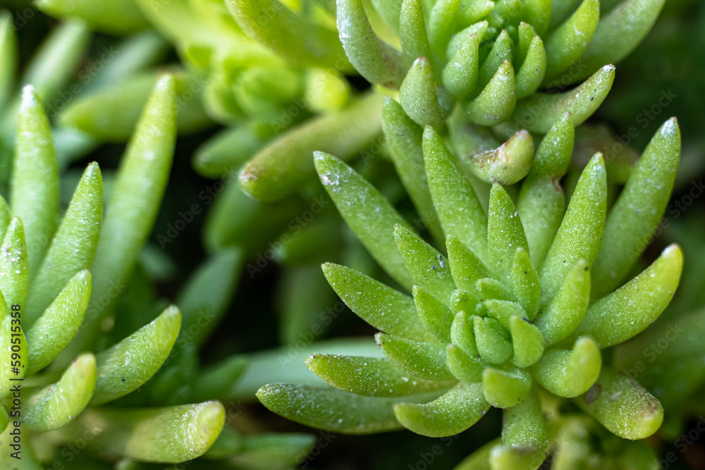 Succulent plants, Gardening. Closeup of a Crassula ovata Gollum. Selective focus of Succulent Crassula tree isolated on blurred background. Cultivate Hobbit in the greenhouse Succulent plants, Gardening. Closeup of a Crassula ovata Gollum. Selective focus of Succulent Crassula tree isolated on blurred background. Cultivate Hobbit in the greenhouse