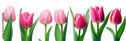 Mother day banner. Pink tulips in a row isolated on transparent background. Women  s day  Spring. PNG  Generative AI