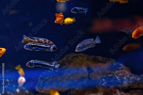 Underwater shot of fish Cichlidae