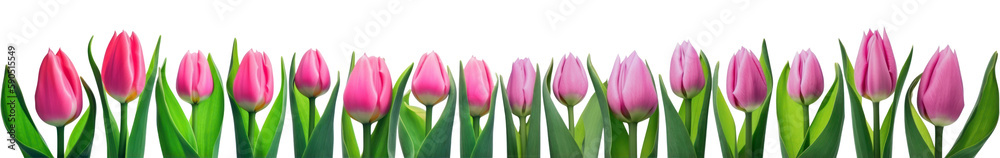 Mother day banner. Pink tulips in a row isolated on transparent background. Women' s day, Spring. PNG, Generative AI Mother day banner. Pink tulips in a row isolated on transparent background. Women' s day, Spring. PNG, Generative AI