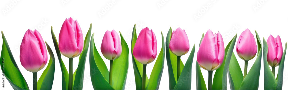 Pink tulips banner isolated on transparent background. Mothers day, Women' s day. PNG, Generative AI