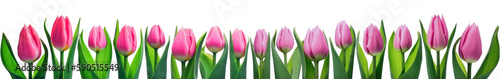Mother day banner. Pink tulips in a row isolated on transparent background. Women' s day, Spring. PNG, Generative AI © Rawf8