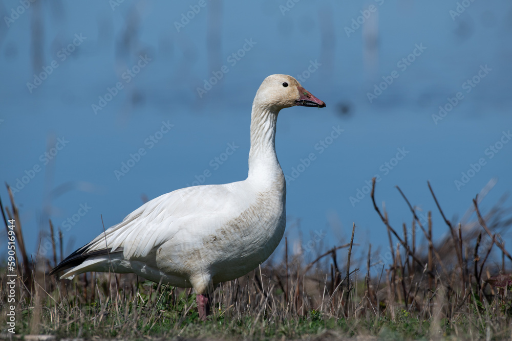 Snowy goose by lake Snowy goose by lake