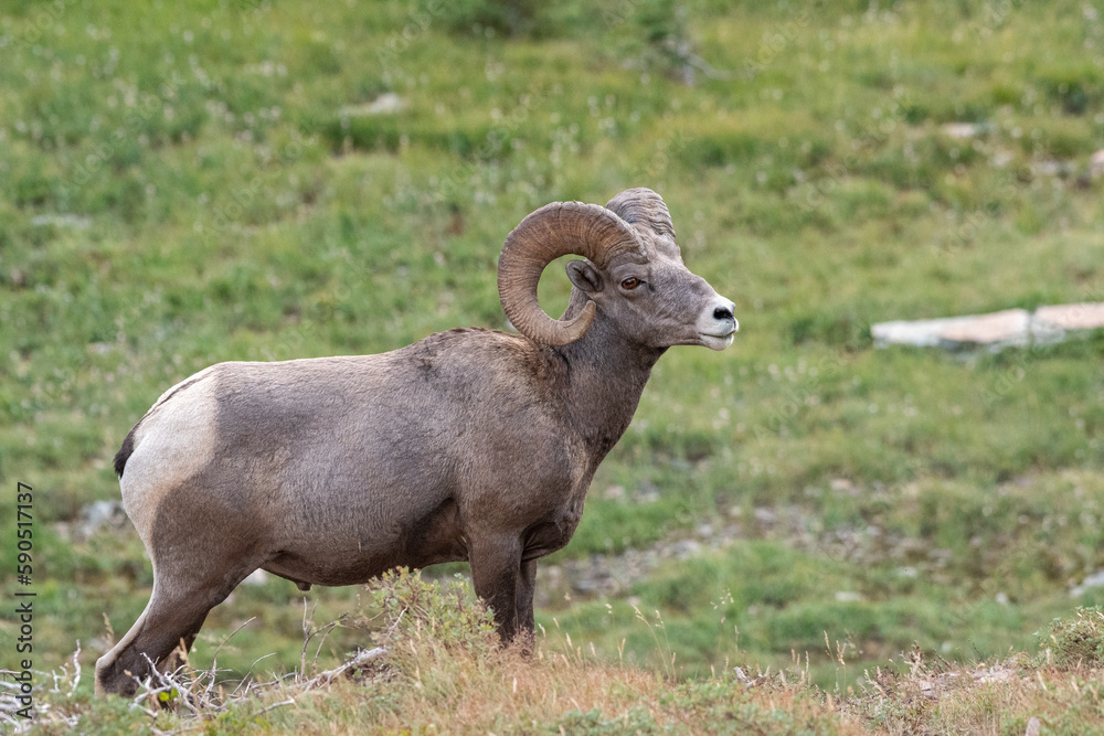 Naklejka premium Male bighorn sheep