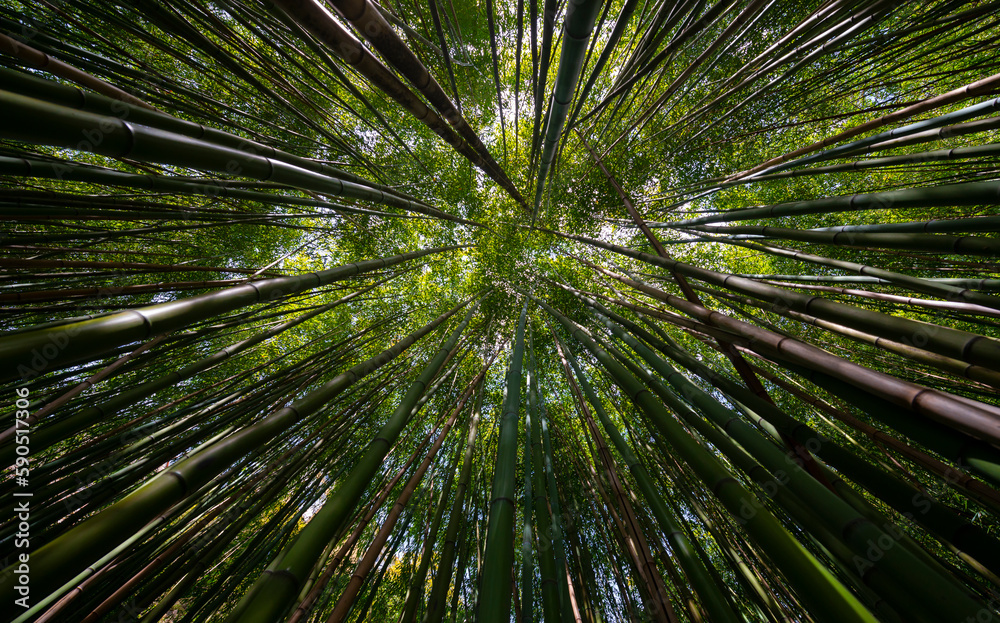 bamboo forest - fresh bamboo background bamboo forest - fresh bamboo background