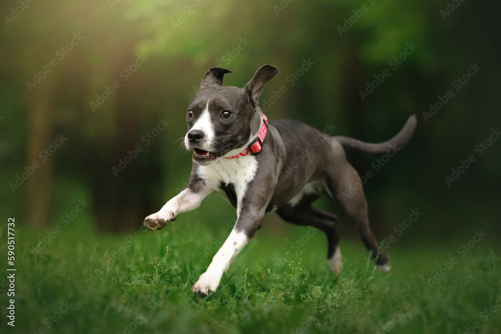 staffordshire terrier running in a green park