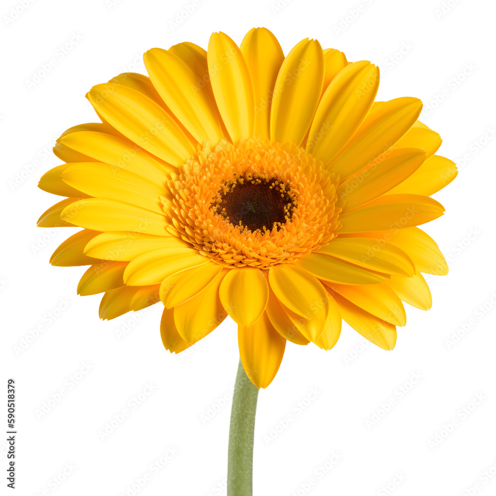 yellow gerber daisy isolated on transparent background yellow gerber daisy isolated on transparent background