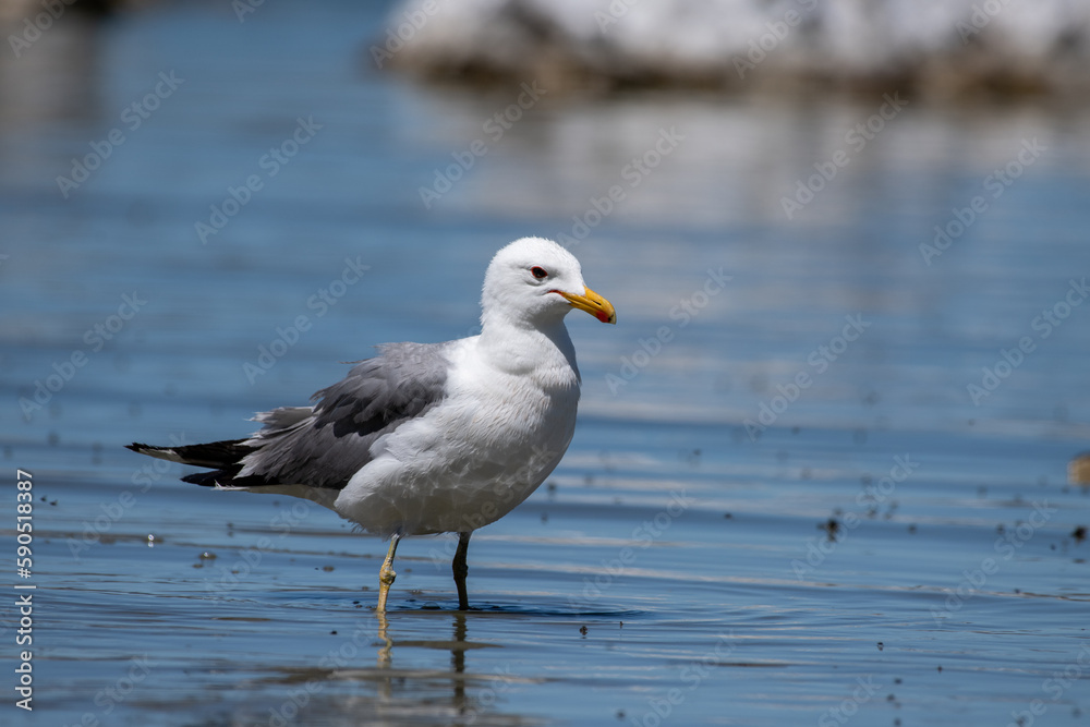 California gull California gull