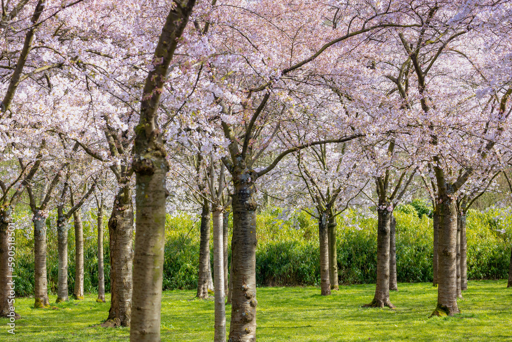 Selective focus of white pink Cherry Blossom or Sakura full bloom in the garden during the spring season, Kersenbloesempark (flower park) Cherry trees in the Amsterdamse Bos, Amstelveen, Netherlands.