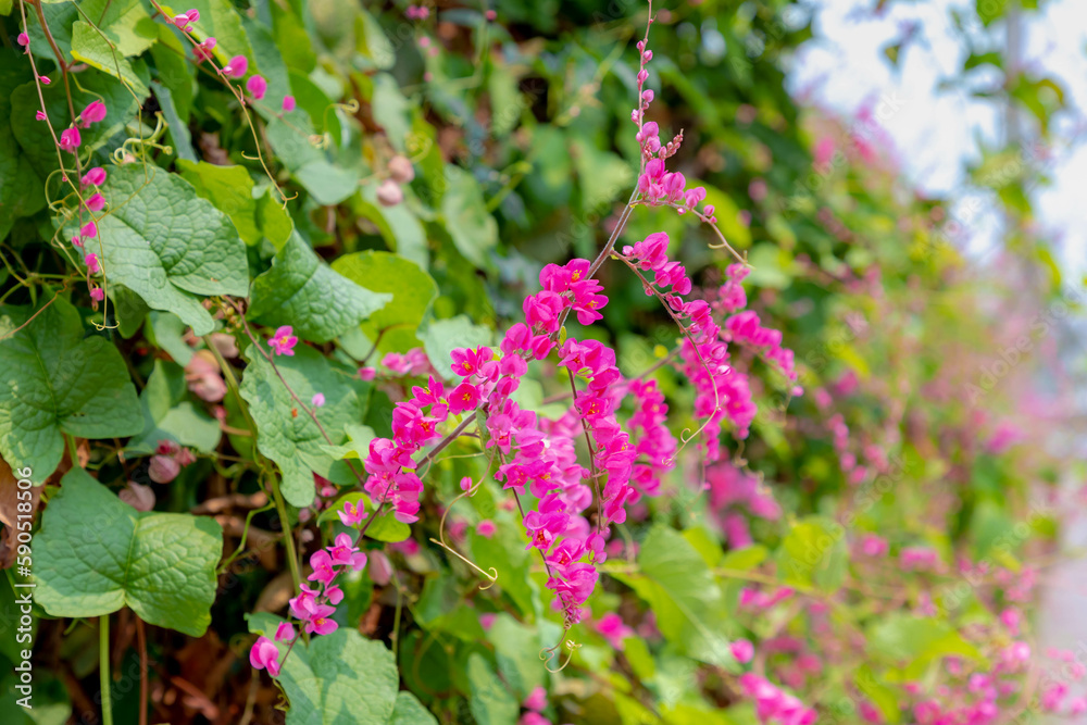 Selective focus of heart-shaped pink flowers in the garden, Antigonon leptopus is a species of perennial vine in the buckwheat family Coral vine or queen's wreath, Nature floral background.