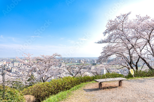 桜と街が見える丘のベンチ　栃木県足利市　織姫神社