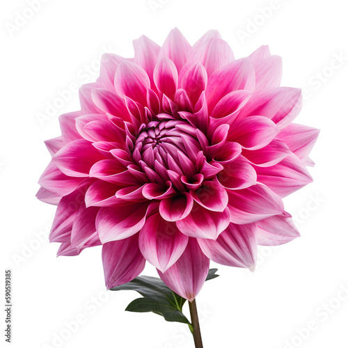 pink dahlia isolated on transparent background
