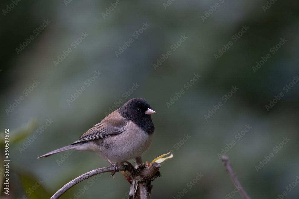 Fototapeta premium Dark-eyed junco