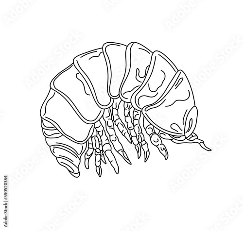 Vector isolated one single scary insect larva maggot nymph wood louse bug beetle  colorless black and white contour line easy drawing