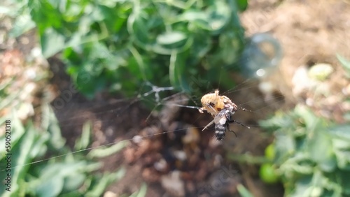A spider has caught a web of flies in its net and is trying to eat it. © my1px