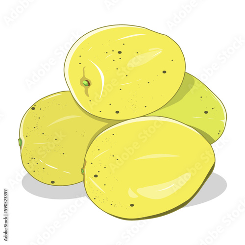 Vector mango fruit with yellow color which indicates the fruit is quite old