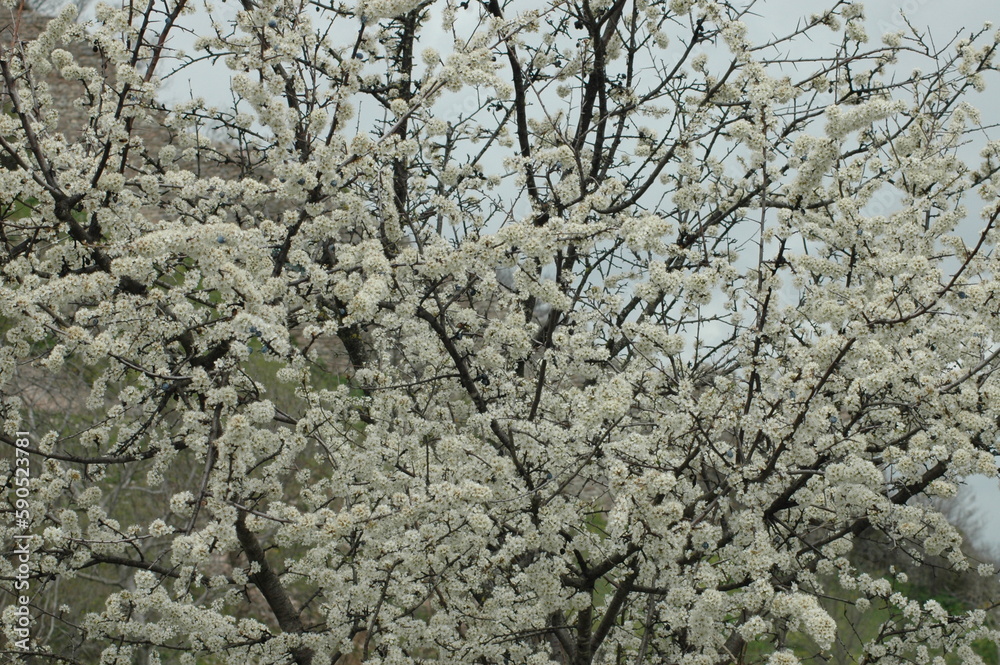 primavera sulla rocca di Assis (Perugia )i . Alberi in fiore primavera sulla rocca di Assis (Perugia )i . Alberi in fiore