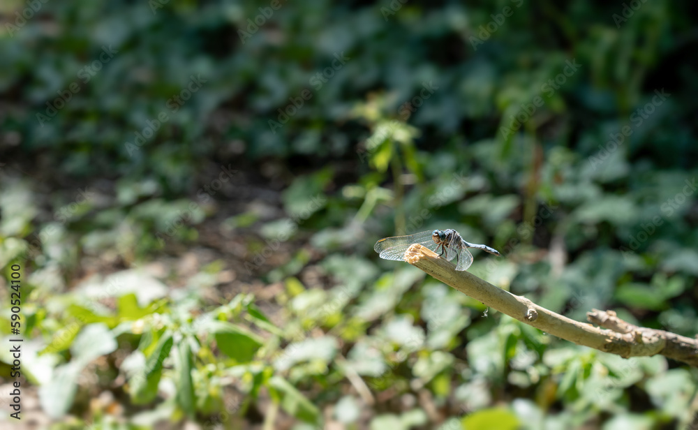 Close up of a blue emperor dragonfly (Anax imperator). Sunbathing on a branch. Close up of a blue emperor dragonfly (Anax imperator). Sunbathing on a branch.