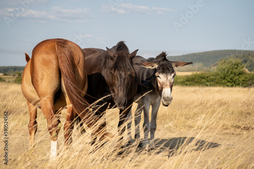 Two horses and a donkey are sunbathing in the field among long and dry grass. Chestnut and black horses. Hills in the background.