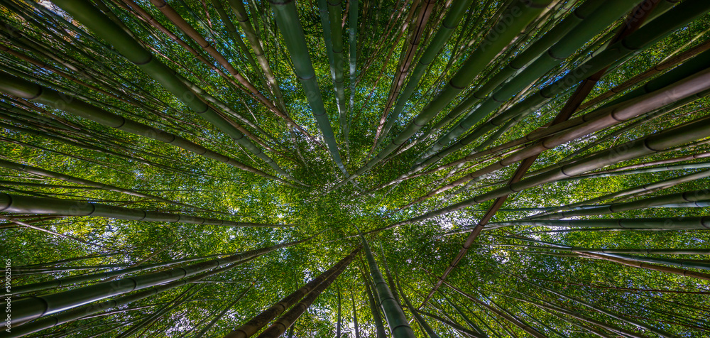 bamboo forest - fresh bamboo background bamboo forest - fresh bamboo background