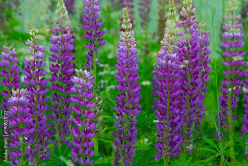 beautiful colorful lupines close up