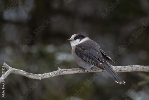 Fotografía Canada jay on perch