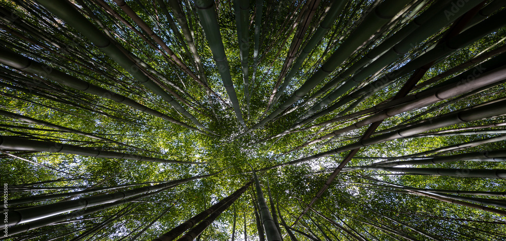 bamboo forest - fresh bamboo background bamboo forest - fresh bamboo background