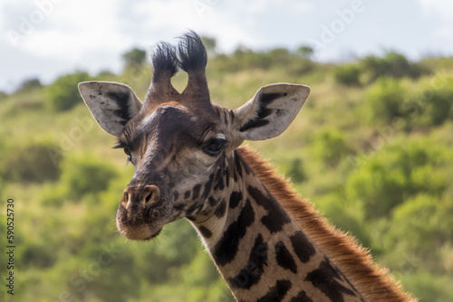 Fototapeta Naklejka Na Ścianę i Meble -  Giraffe in Arusha National Park, Tanzania