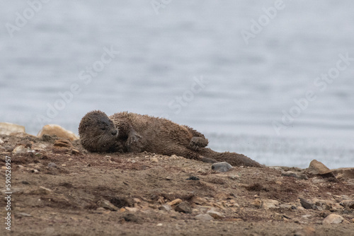 River otter rolling in pup