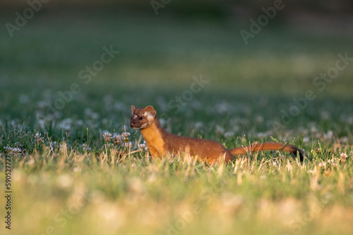 Long-tailed weasel © Griffin