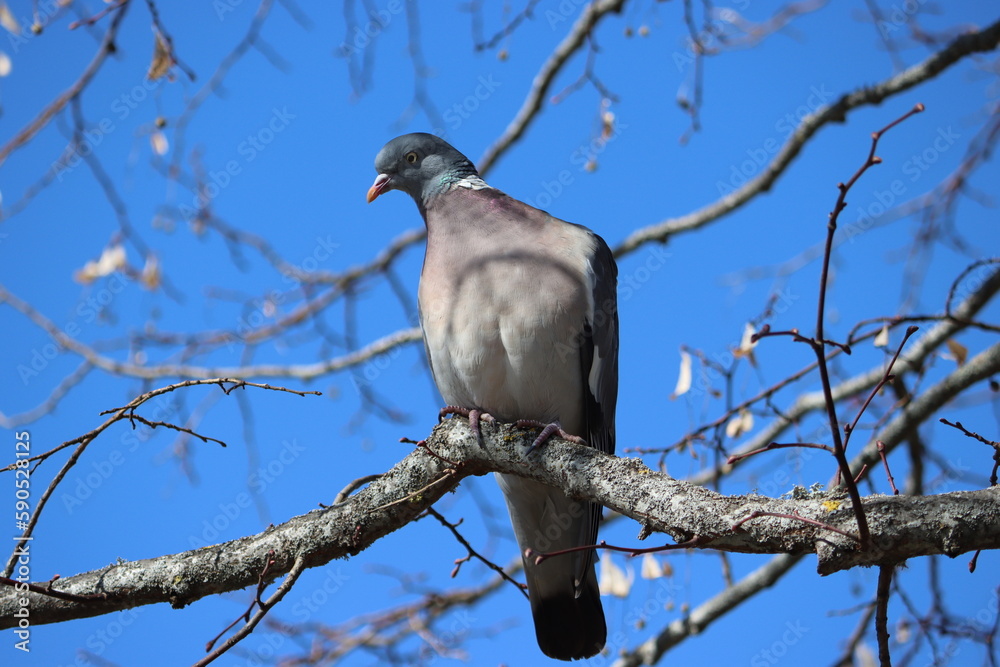 Sweden. The common wood pigeon or common woodpigeon (Columba palumbus), also known as simply wood pigeon, wood-pigeon or woodpigeon. Sweden. The common wood pigeon or common woodpigeon (Columba palumbus), also known as simply wood pigeon, wood-pigeon or woodpigeon.