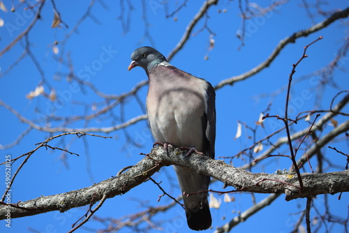 Sweden. The common wood pigeon or common woodpigeon (Columba palumbus), also known as simply wood pigeon, wood-pigeon or woodpigeon. photo