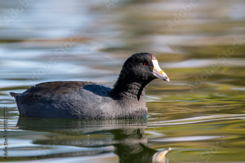 American coot in water
