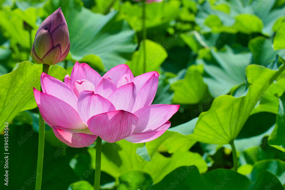 Φωτογραφία 上野 不忍池の美しい蓮の花
Beautiful lotus flowers at Ueno Shinobazu Pond in Japan