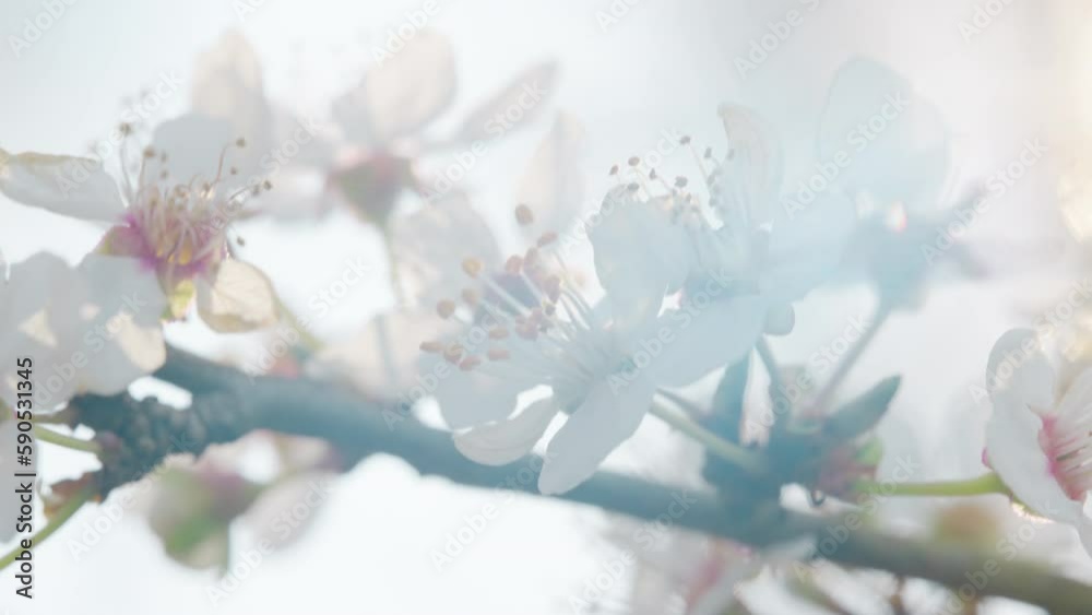 Close-up macro shot of flowers on a cherry tree in spring against the sun