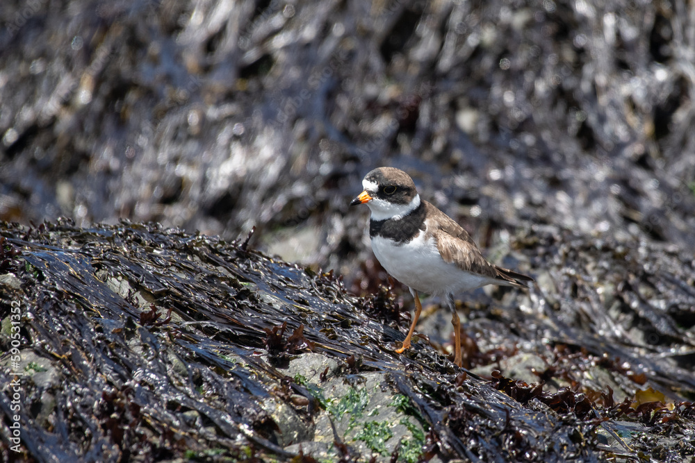 Semipalmated plover on rocks Semipalmated plover on rocks