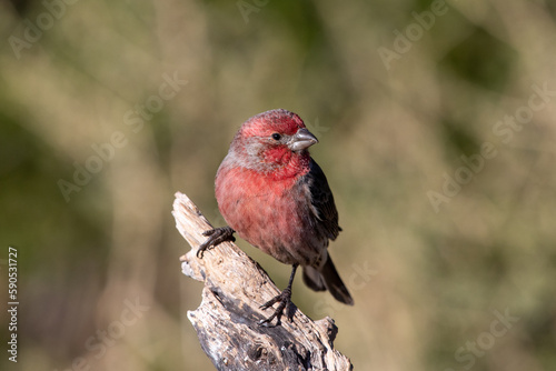Cassin's finch © Griffin