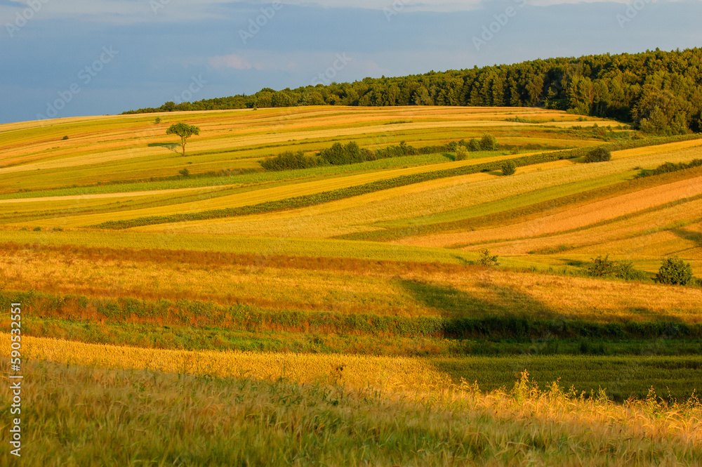 Agricultural landscape. Fields of ripe grain. Before the harvest.