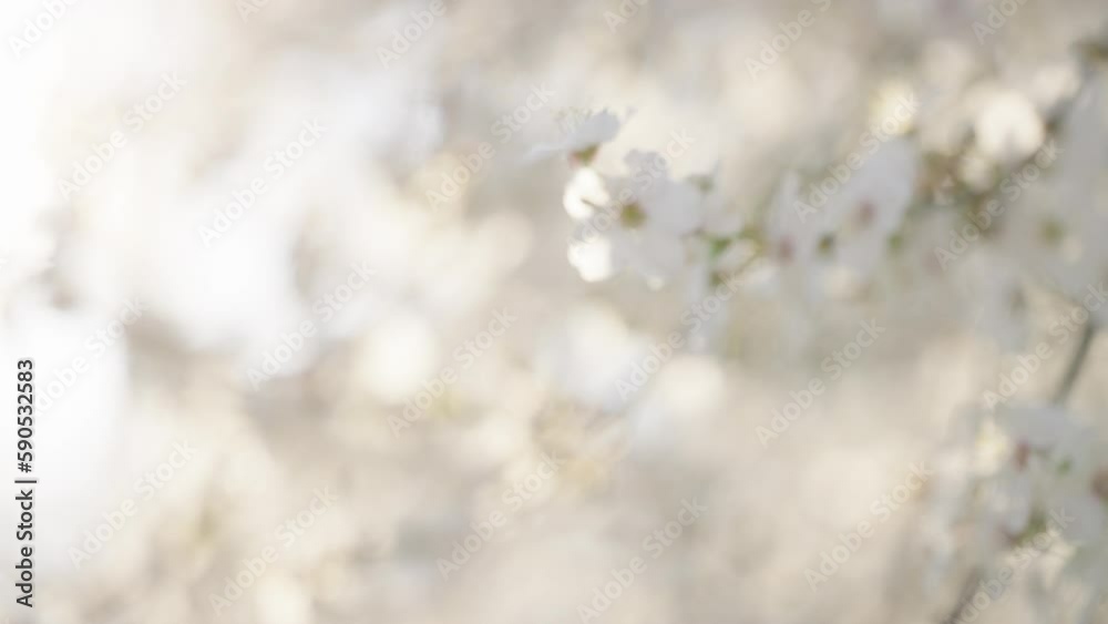 Beautiful floral background with white flowers and green leaves. Selective focus. Branch of a blossoming plum