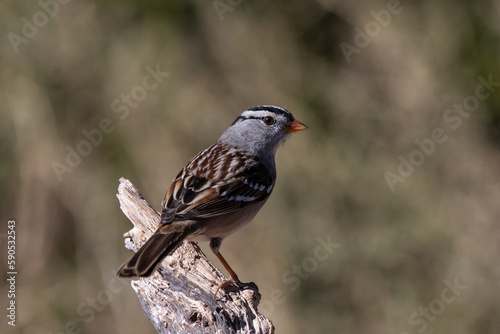 White-headed sparrow