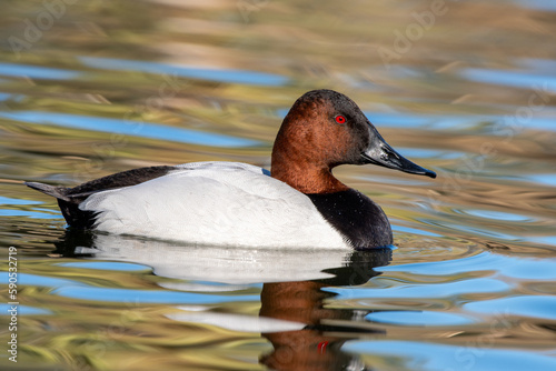 Canvasback in water photo