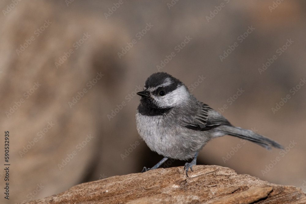 Fototapeta premium Mountain chickadee