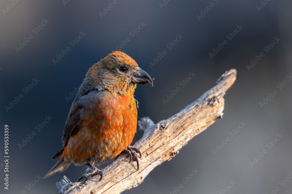 Red crossbill Red crossbill