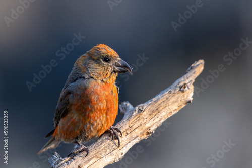 Red crossbill