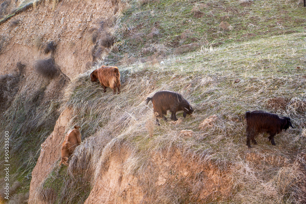 Mountain goats eat grass on a hill Mountain goats eat grass on a hill