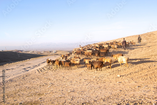 People and a flock of sheep