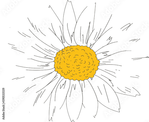 Daisy Flower