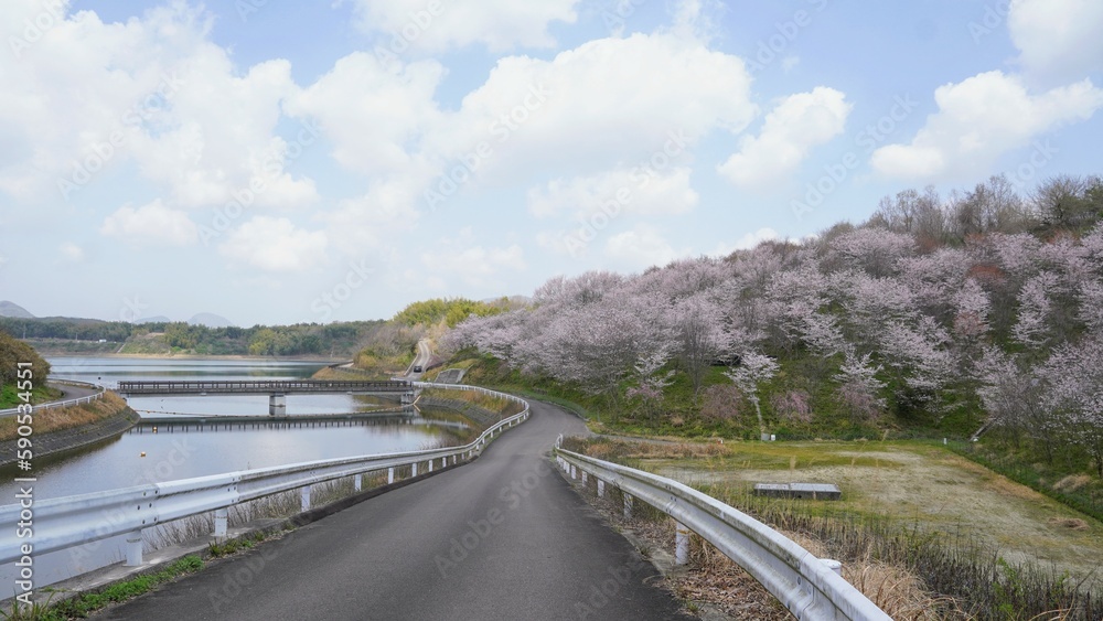 宝山湖公園の桜2023【香川県三豊市】3 宝山湖公園の桜2023【香川県三豊市】3