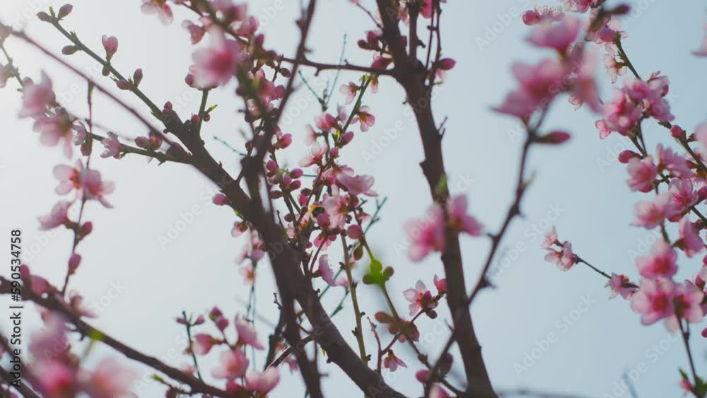 Bee collects nectar from bright pink almond flower swaying in the wind Bee collects nectar from bright pink almond flower swaying in the wind
